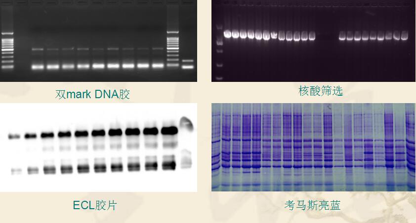 一體化凝膠成像儀拍攝效果